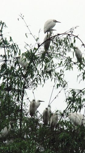 白鷺雖然美麗，多了也招架不住