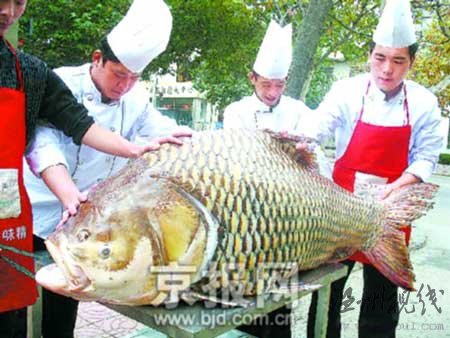 青島漁民捕獲180公斤大魚賣價1.8萬