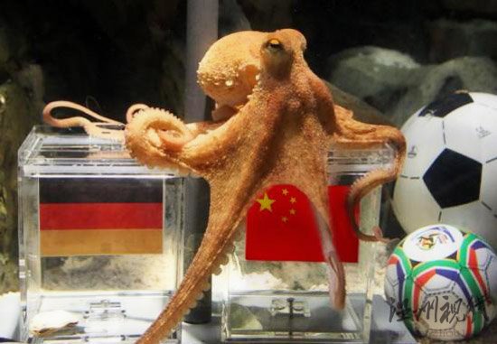 神準(zhǔn)章魚哥被網(wǎng)友PS惡搞半決賽中國贏德國？(圖)