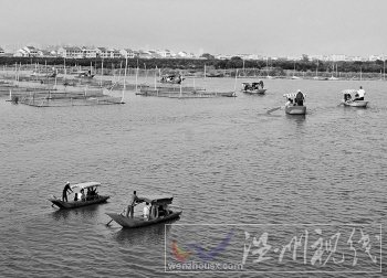 三垟橋的塘河景色