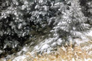 合歡山的雪景－臺灣合歡