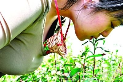 “C罩杯采茶女 招聘”被叫停(圖)