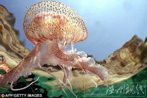 上個月，蛹水母或稱月亮水母大量涌向蘇格蘭東洛錫安區通尼斯核電廠