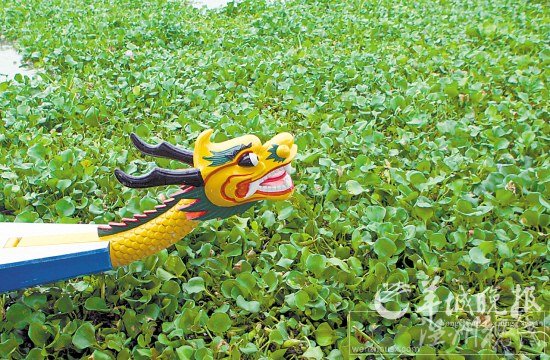 水葫蘆肆虐河道，龍舟舉步維艱 寧彪 攝