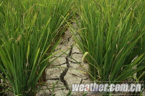 貴州未來一周無明顯降水 旱情再次發展