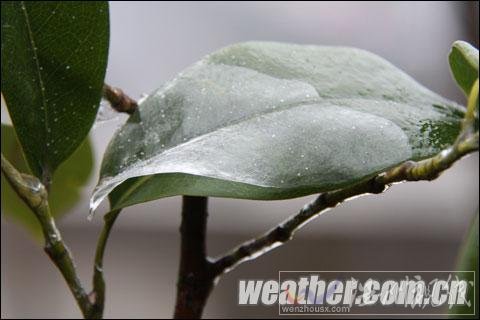 貴州現入冬范圍最大凍雨 樹葉電線結冰（組圖）