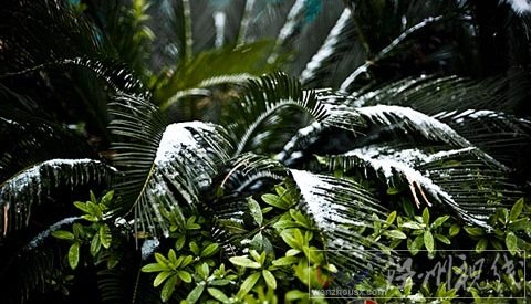 長沙下雪