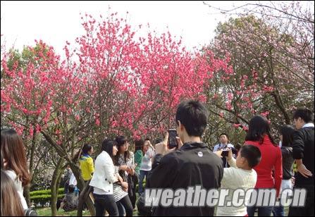 重慶升溫市民扎堆賞花 明起迎降雨降溫
