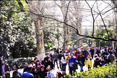武漢氣溫回升或將入春 本周末迎“櫻花大考”