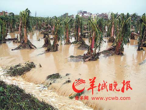 吳川遭遇暴雨到大暴雨 五鎮(zhèn)受冰雹襲擊損失過億