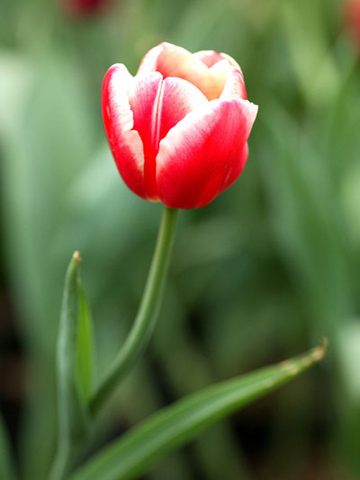 北京賞花地圖2.jpg