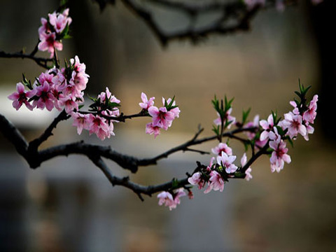 北京賞花地圖1.jpg