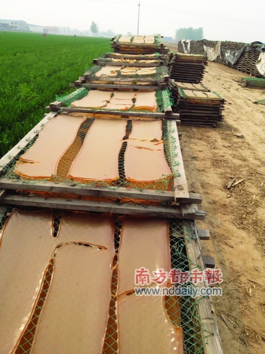 大片麥地被當?shù)匦∽鞣涣罆窆I(yè)明膠的木架占據(jù)。