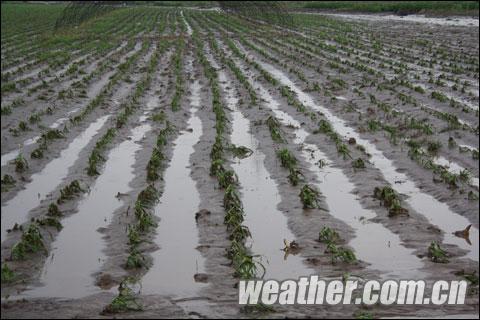 遼源28日出現短時強降雨 市區低洼路面積水（圖）
