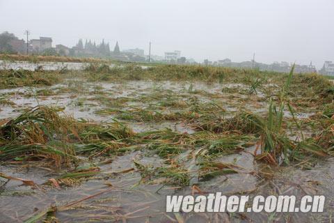 江西新余遭遇強(qiáng)降水 路面成湖面稻谷被水淹
