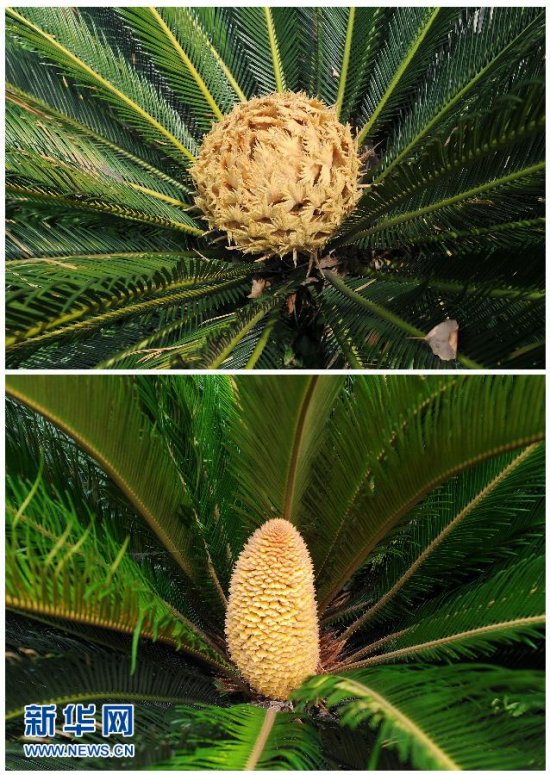 杭州鐵樹開花