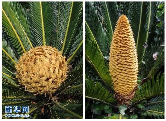 杭州鐵樹開花