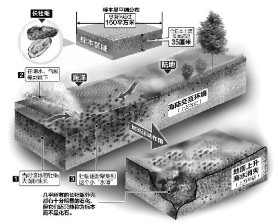 杭州巨型牡蠣形成示意圖