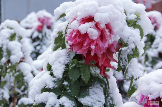 齊齊哈爾下雪了