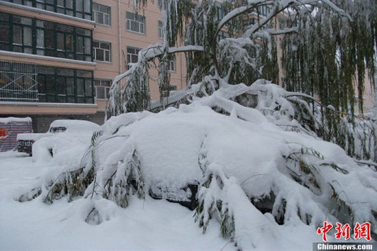 張家口蔚縣暴雪