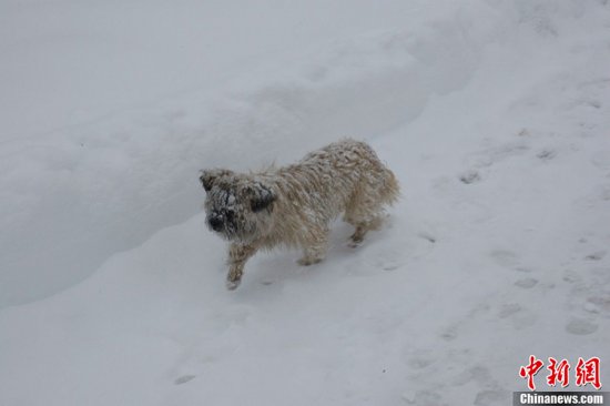 張家口蔚縣暴雪