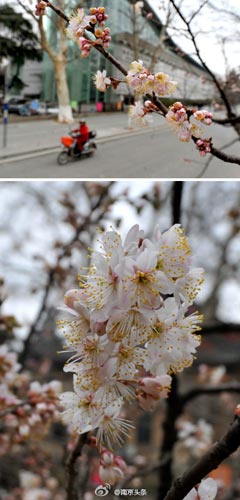 南京近日回溫明顯 適合外出賞花游玩