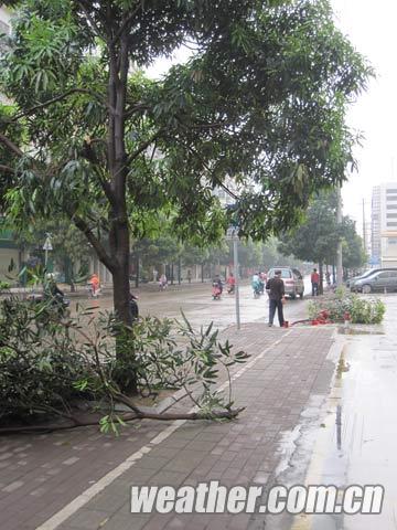 南寧市早晨短時(shí)雷雨大風(fēng)天氣，被大風(fēng)吹斷的樹枝（郭媛/攝）