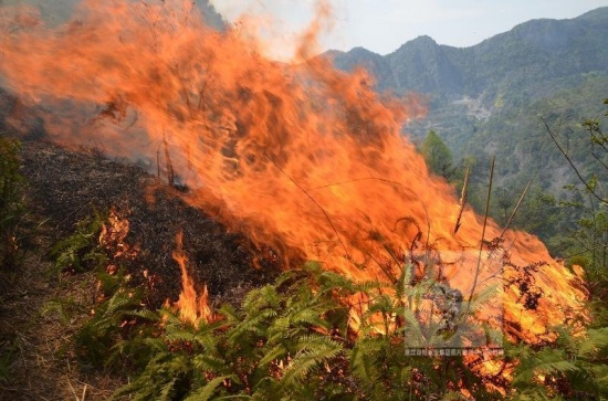 溫嶺山火