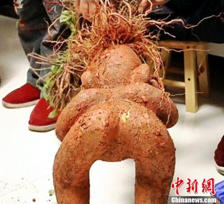 這個(gè)人形何首烏的屁股還真是惟妙惟肖