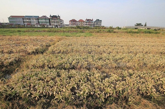 紹興高溫44.1℃ 田里蔬菜被烤焦