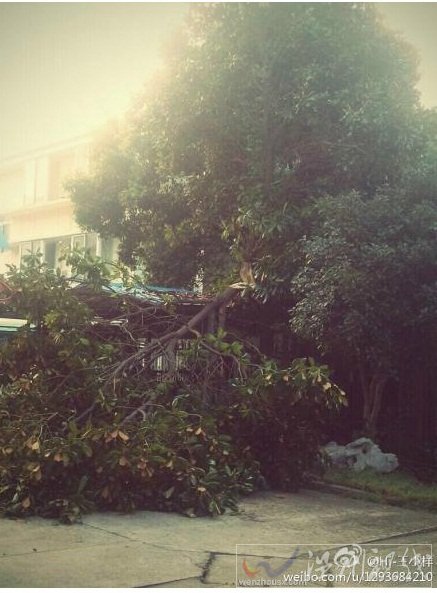 武漢大風(fēng)刮倒大樹致1人死亡 城區(qū)出現(xiàn)大面積停電