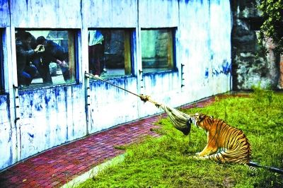 長(zhǎng)沙生態(tài)動(dòng)物園進(jìn)行了“人虎拔河”的比賽