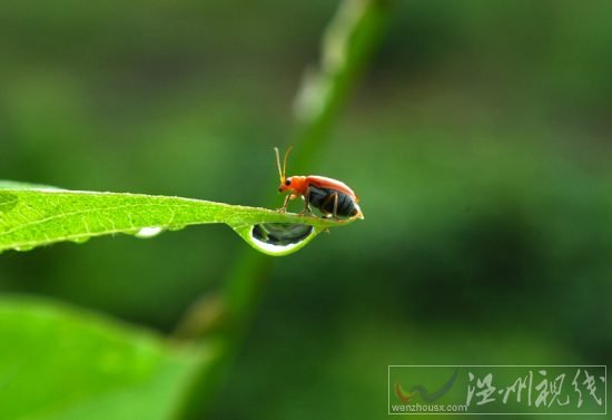 白露節(jié)氣