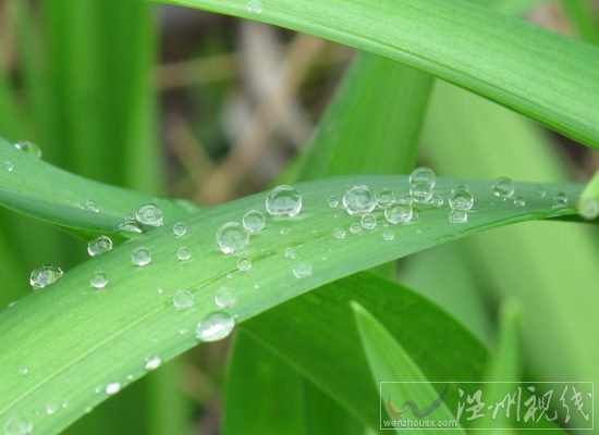 白露節(jié)氣