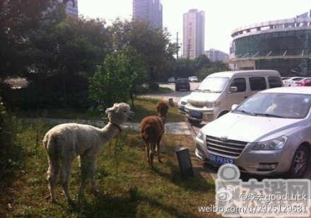 富二代在公司養(yǎng)羊駝 江蘇一公司養(yǎng)兩只羊駝花費10多萬