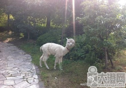 富二代在公司養(yǎng)羊駝 江蘇一公司養(yǎng)兩只羊駝花費10多萬