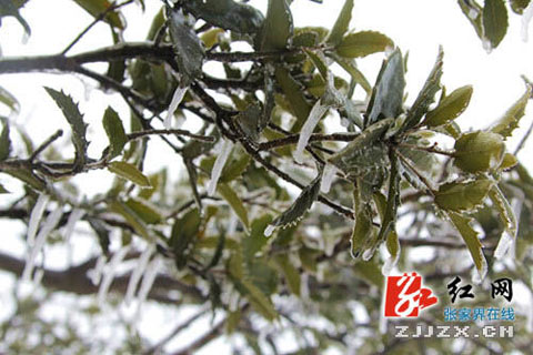 張家界下雪了