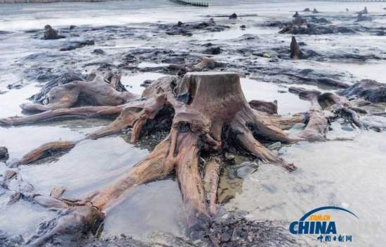 英國遭遇強風暴，大風出土5000年前的森林遺址。