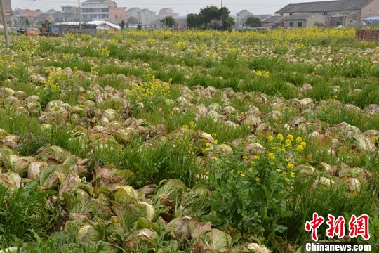 浙江溫嶺大白菜賣不出去 千畝地有大半已經(jīng)抽薹