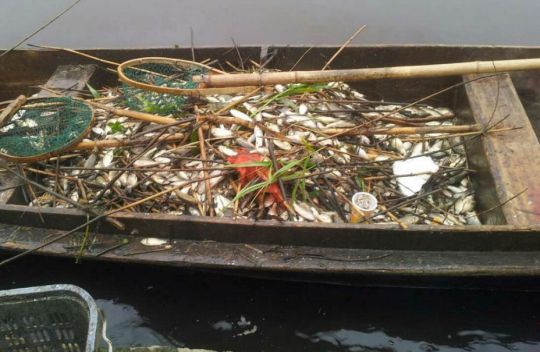 杭州大運河死魚