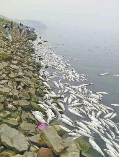 白沙水庫(kù)出現(xiàn)數(shù)十萬(wàn)斤死魚