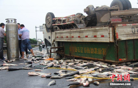 高速上貨車仰翻一車活魚撒滿地