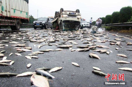 高速上貨車仰翻一車活魚撒滿地