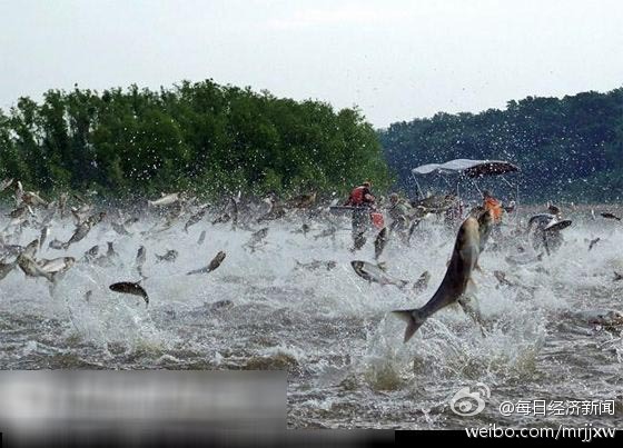 亞洲鯉魚入侵美國瘋狂繁殖