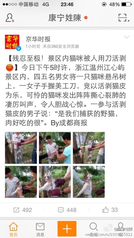 溫州江心嶼景區多名外地人活剝小貓