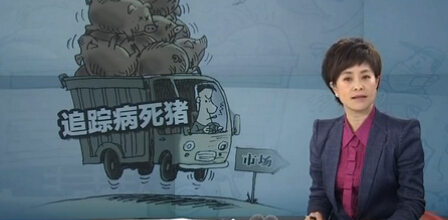 追蹤病死豬