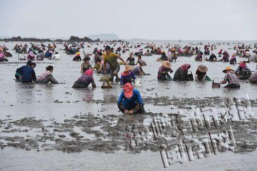 泉州惠安養(yǎng)殖基地油蛤哄搶