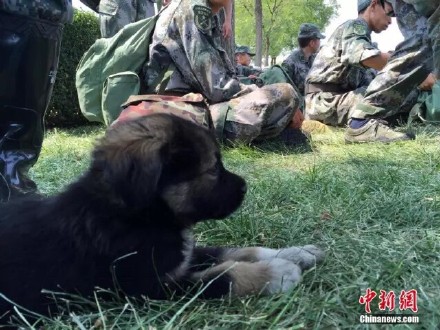 爆炸現場發現一只幸存小狗名叫生化