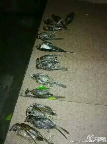 圖為被砸死的燕子和麻雀。