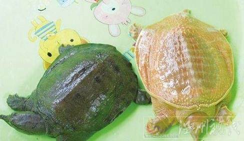 甲魚通體金黃 圖片